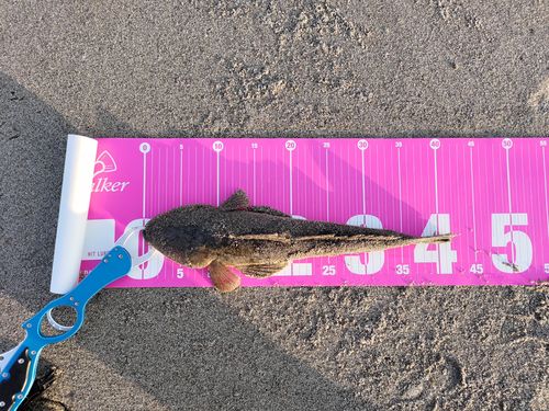マゴチの釣果