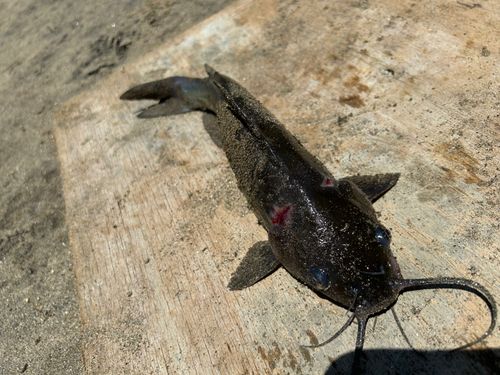 アメリカナマズの釣果