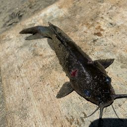 アメリカナマズ