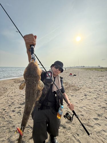 マゴチの釣果