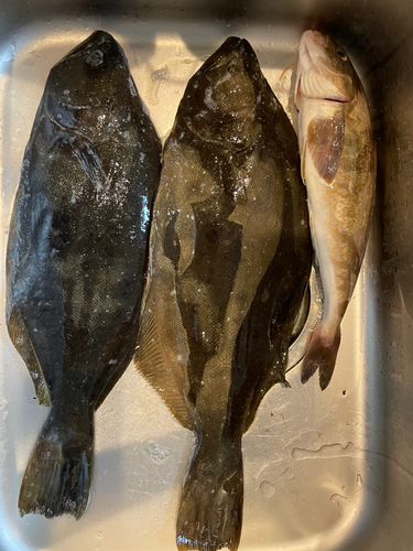 ヒラメの釣果