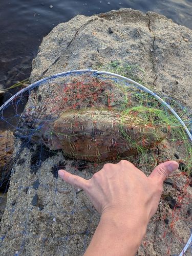 モンゴウイカの釣果