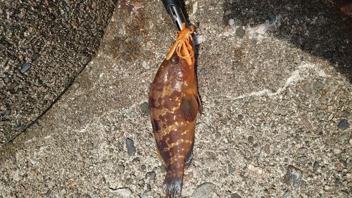 キジハタの釣果