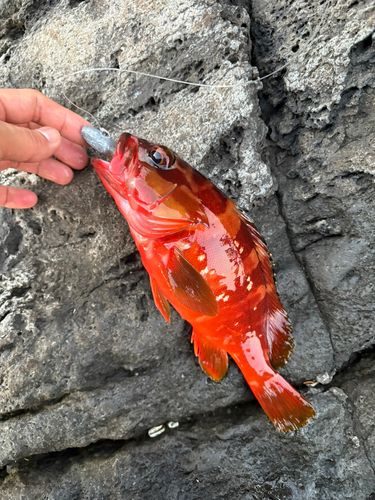 アカハタの釣果