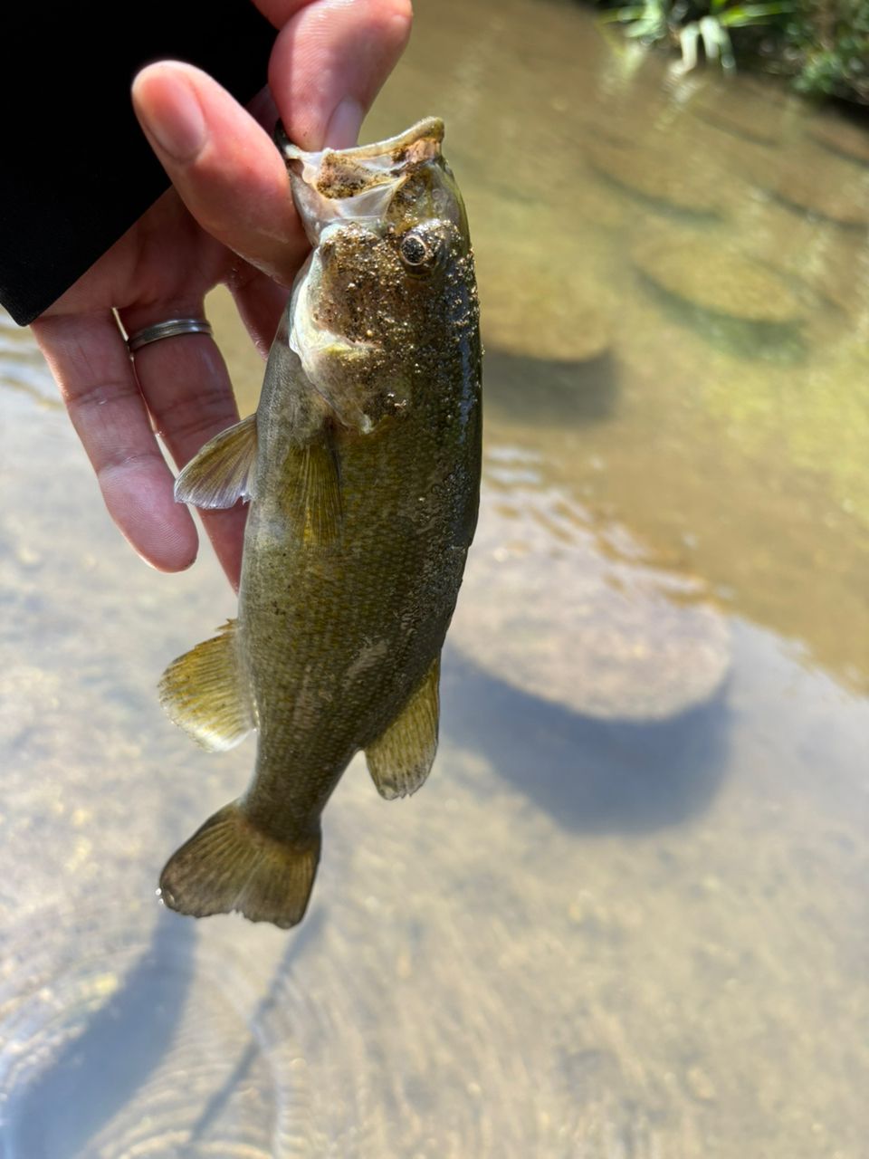 スモールマウスバス