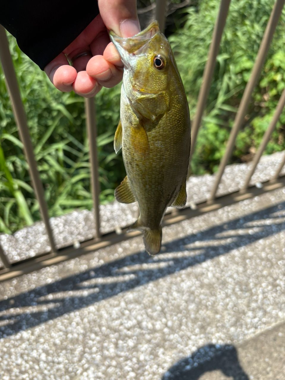 スモールマウスバス