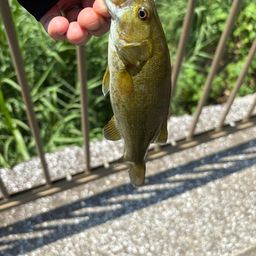 スモールマウスバス