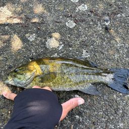 スモールマウスバス
