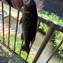 スモールマウスバス