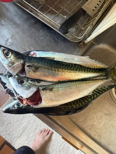 サバの釣果