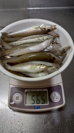 キスの釣果