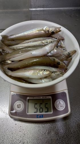 キスの釣果