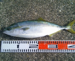 イナダの釣果