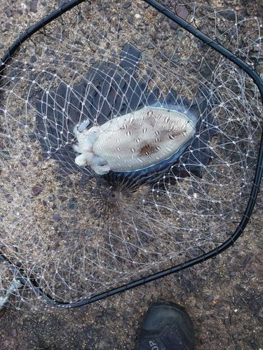 モンゴウイカの釣果