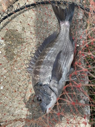 チヌの釣果