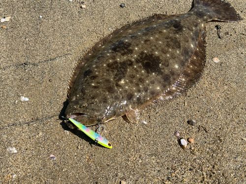 ヒラメの釣果