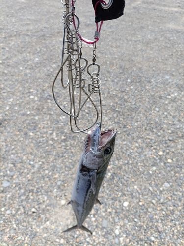 サゴシの釣果
