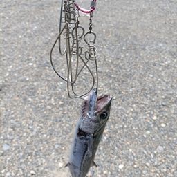 サゴシ
