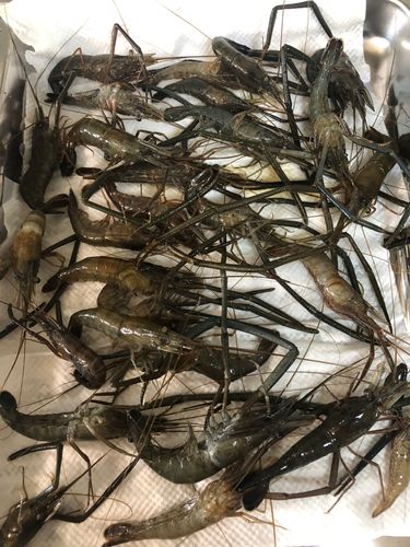 テナガエビの釣果