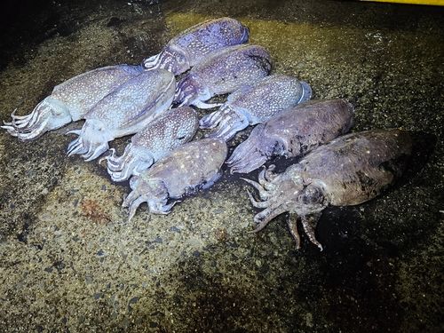 コウイカの釣果