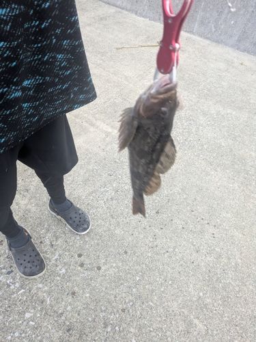 アイナメの釣果