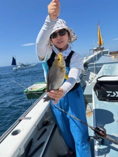 イサキの釣果