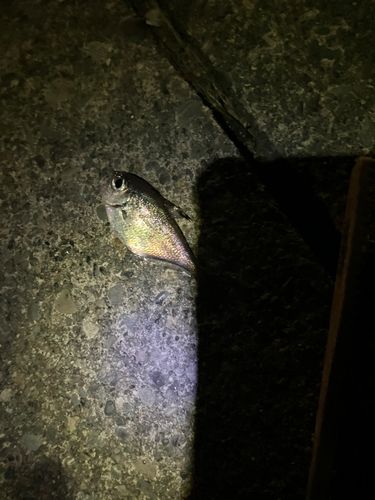 釣果