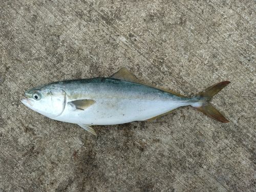 フクラギの釣果