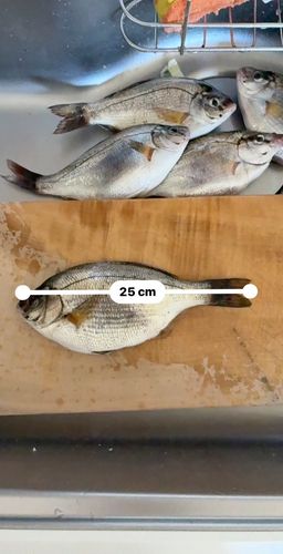 ウミタナゴの釣果