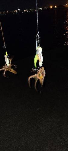タコの釣果