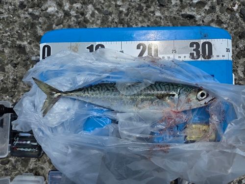 サバの釣果