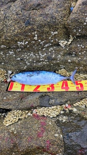 ソウダガツオの釣果
