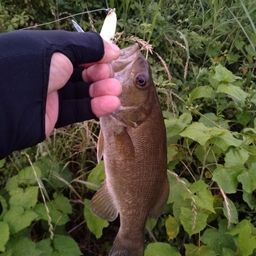 スモールマウスバス