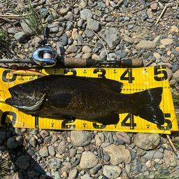 スモールマウスバス