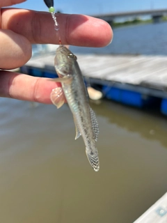 ハゼの釣果