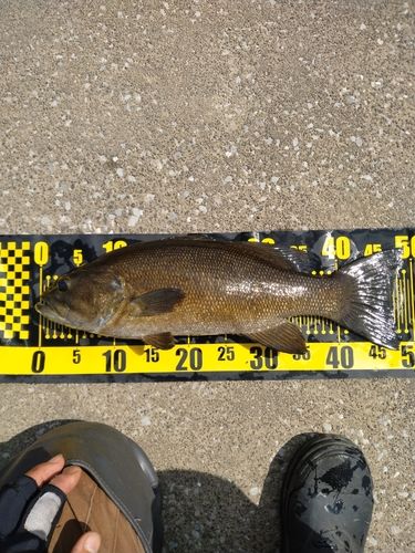 スモールマウスバスの釣果