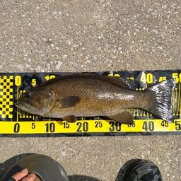 スモールマウスバス