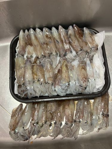 マメイカの釣果