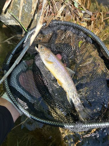 イワナの釣果