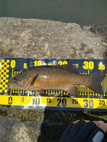 スモールマウスバスの釣果