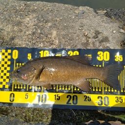 スモールマウスバス