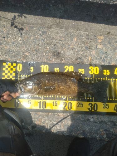 スモールマウスバスの釣果