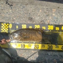 スモールマウスバス