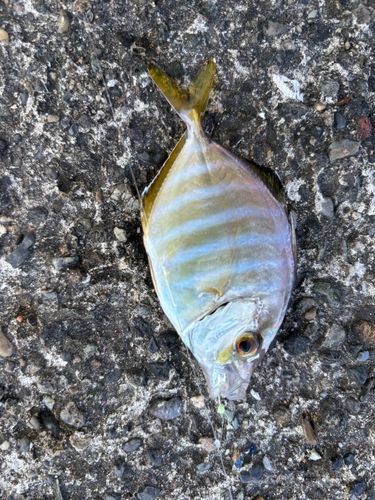 カイワリの釣果