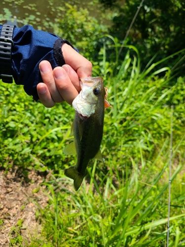 ラージマウスバスの釣果
