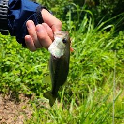 ラージマウスバス