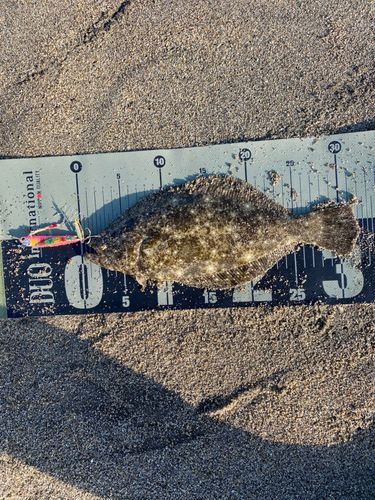 ヒラメの釣果
