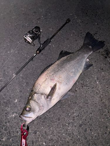 ヒラスズキの釣果