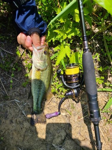 ラージマウスバスの釣果
