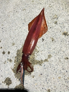 ケンサキイカの釣果